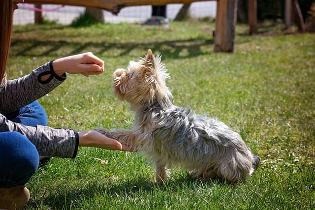 Your mind is like a puppy train it lovingly but assertively